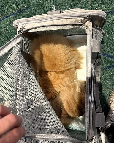 A cream long-haired cat inside a soft-sided carrier on the floor at Portland International